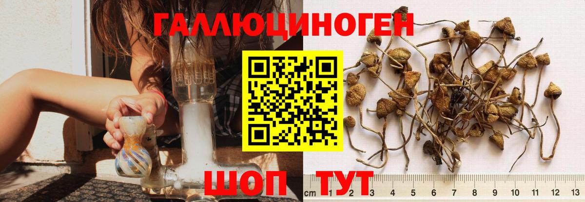 Псилоцибиновые грибы GOLDEN TEACHER Верхняя Пышма